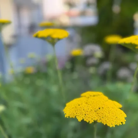 Krozinger Gartenloft - Design Apartment